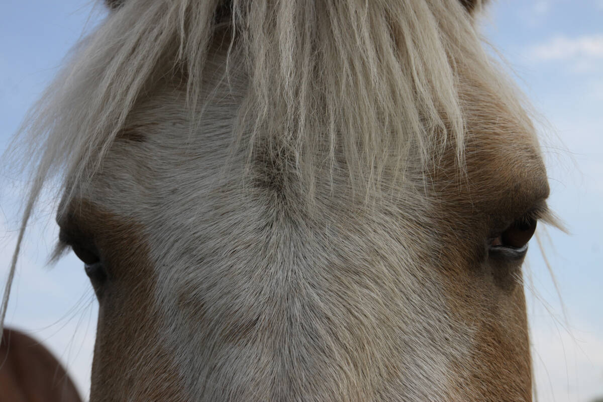 A close-up of a horse's face and forehead.