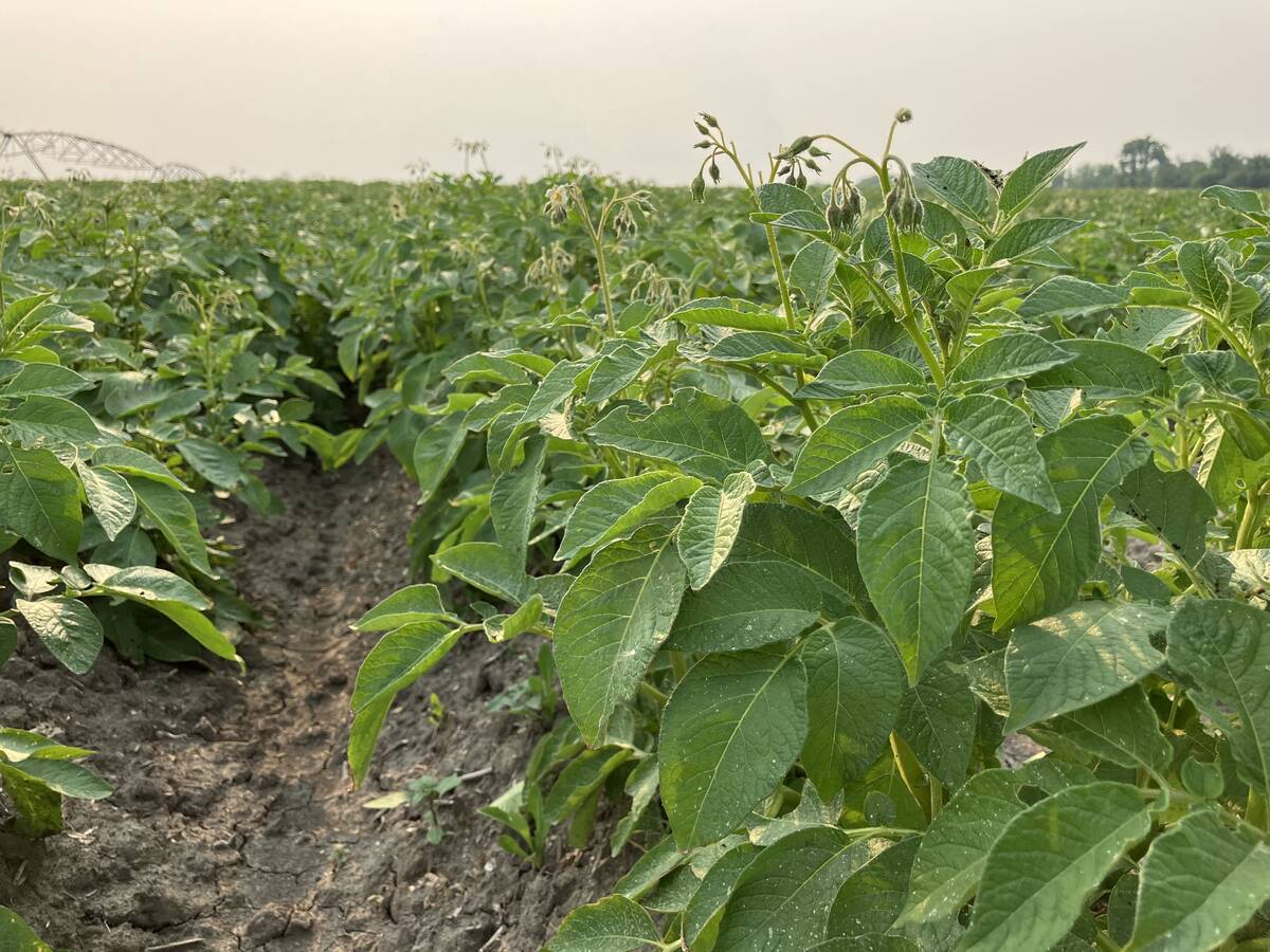 A low-level photo of potato plants in a field.