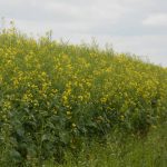 A canola field in bloom.