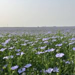 A field of blooming purple flax flowers.