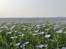 A field of blooming purple flax flowers.