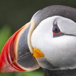 A close-up of a puffin's face, beak and eye.