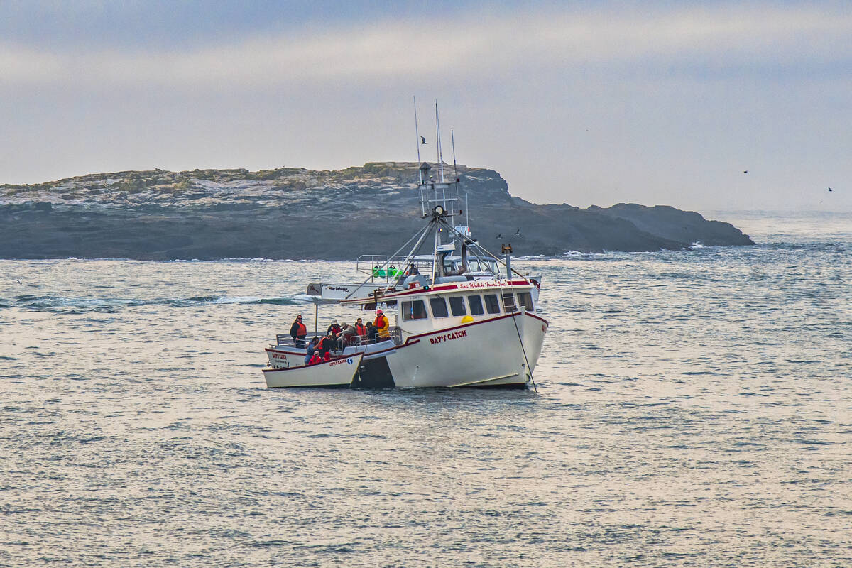 Visitors access Machias Seal island by tour boat.