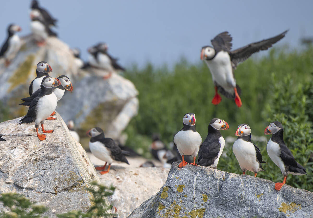 Machias Seal Island is world-famous for its nesting puffins.