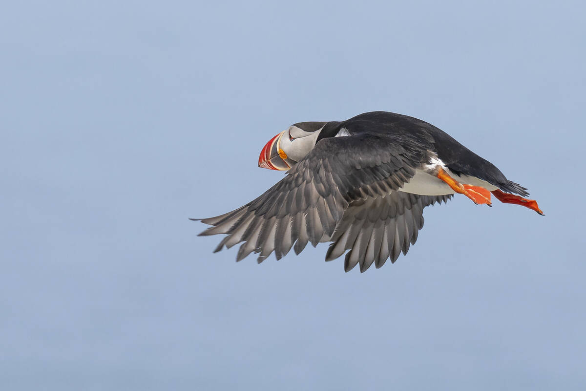 A flying puffin checks out the action.