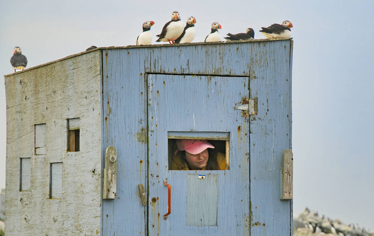 Bird blinds are used to allow photographers to get close to birds without disturbing them.