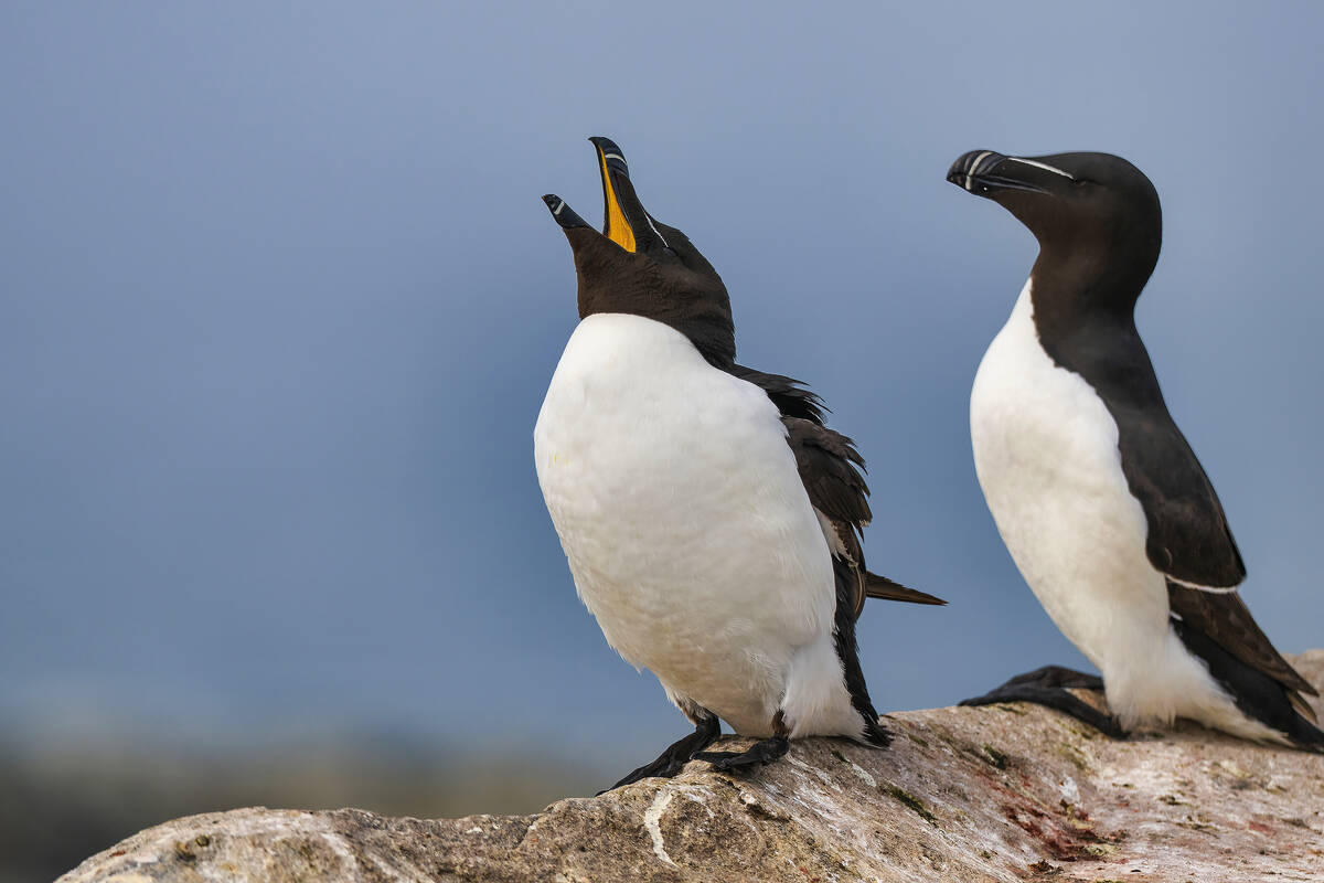 Razorbills are some of the other birds that can be seen on the island.