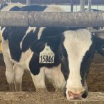 A dairy cow looks at the camera from beneath a rail in an indoor pen.