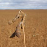 Close-up of the bean at the top of a soybean plant.