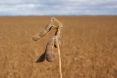 Close-up of the bean at the top of a soybean plant.