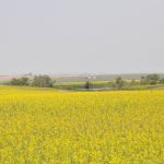 A canola field in full bloom.