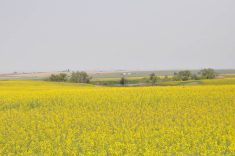 A canola field in full bloom.
