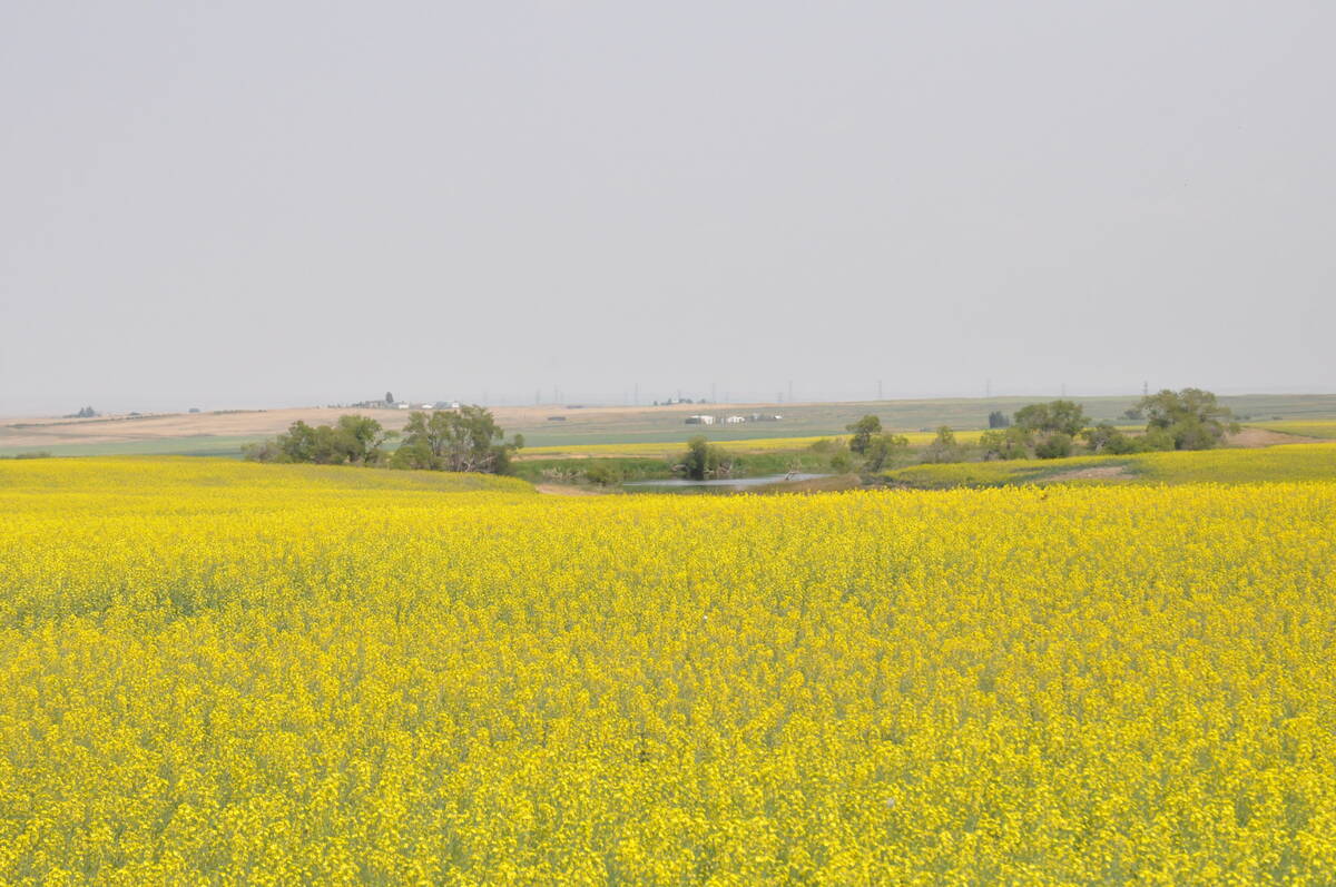 A canola field in full bloom.