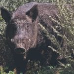 A wild pig pushes through some vegetation.