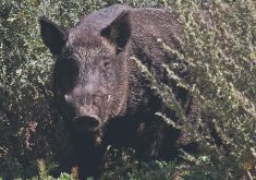 A wild pig pushes through some vegetation.