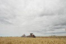 A large red tractor pulls an air seeding rig planting fall rye beside a crop of wheat.