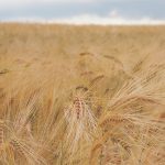 A field of ripe barley.
