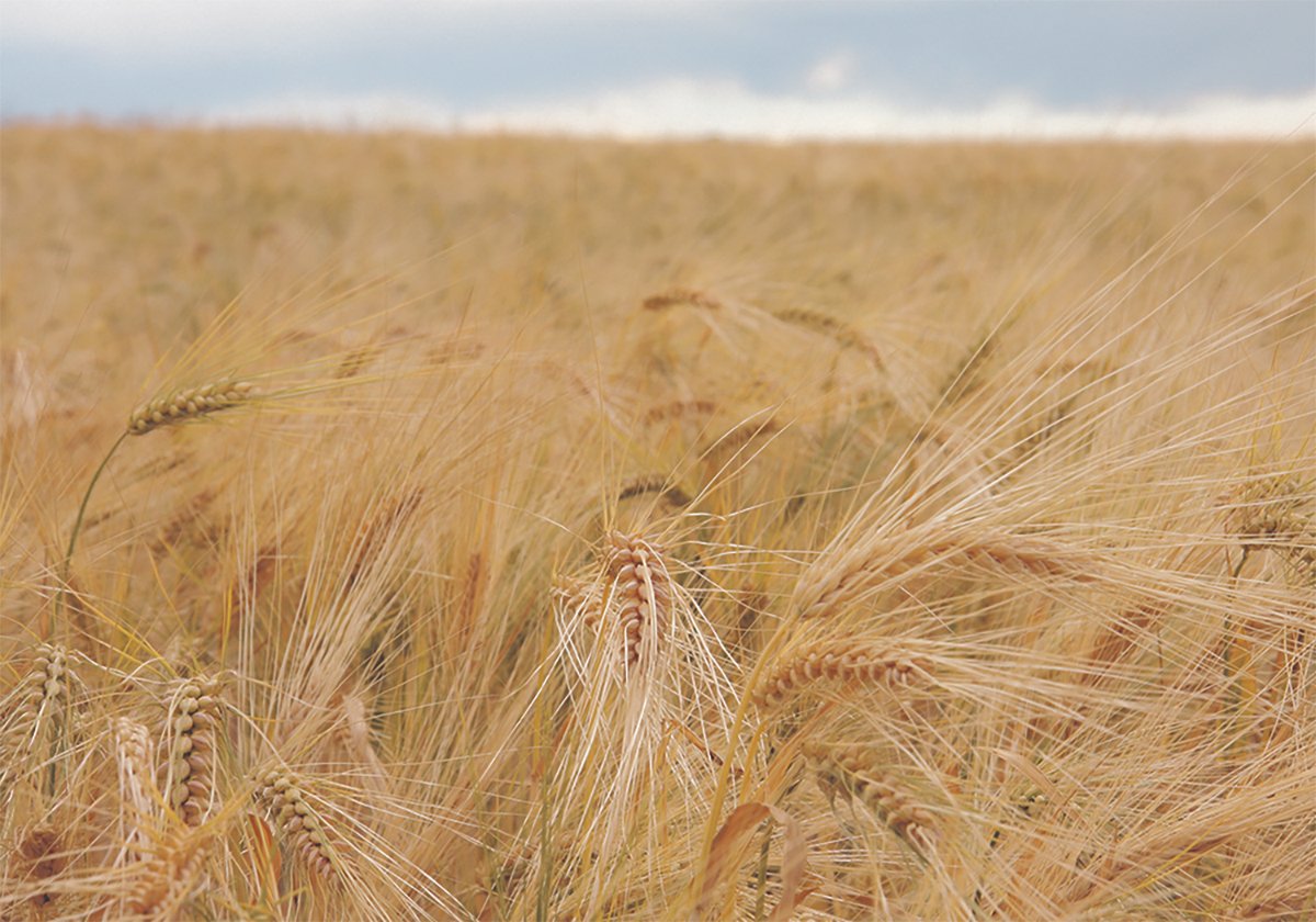 A field of ripe barley.