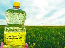 A hand holds a bottle of No Name canola oil with a canola field in the background.