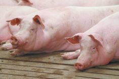 Pigs lay on the floor in an indoor pen.