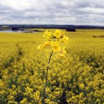 A lone yellow canola plant in full bloom with the field out of focus behind it.