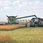 A combine harvests a ripe canola crop while a tractor pulling a grain cart is being filled by the combine's auger as it drives alongside.
