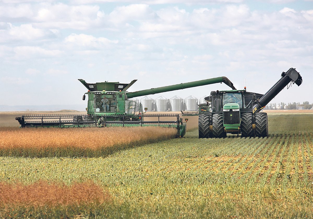 A combine harvests a ripe canola crop while a tractor pulling a grain cart is being filled by the combine's auger as it drives alongside.