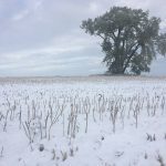 An old tree stands alone in the middle of a field with snow blanketing the stubble surrounding it.