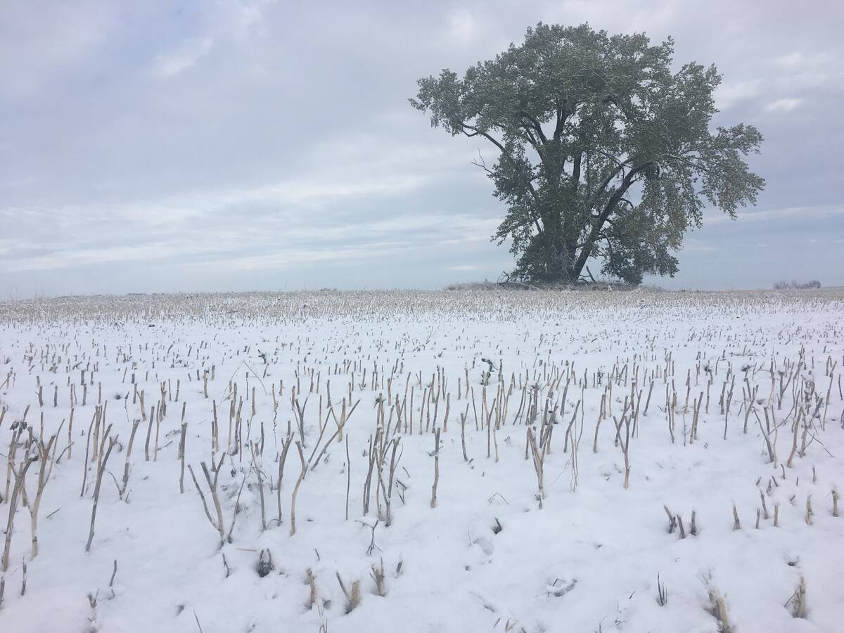 An old tree stands alone in the middle of a field with snow blanketing the stubble surrounding it.