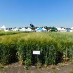 A photo of a test plot of the AB Standswell barley variety.