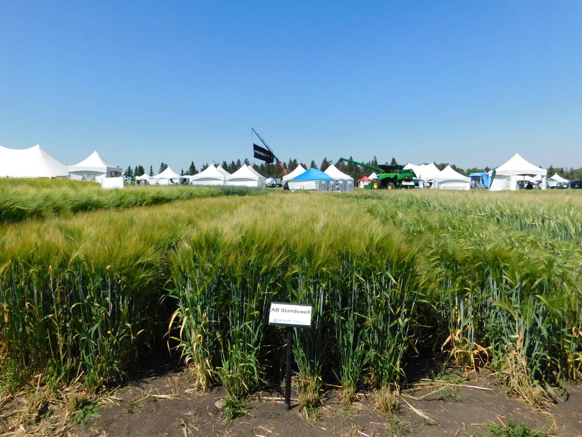 A photo of a test plot of the AB Standswell barley variety.