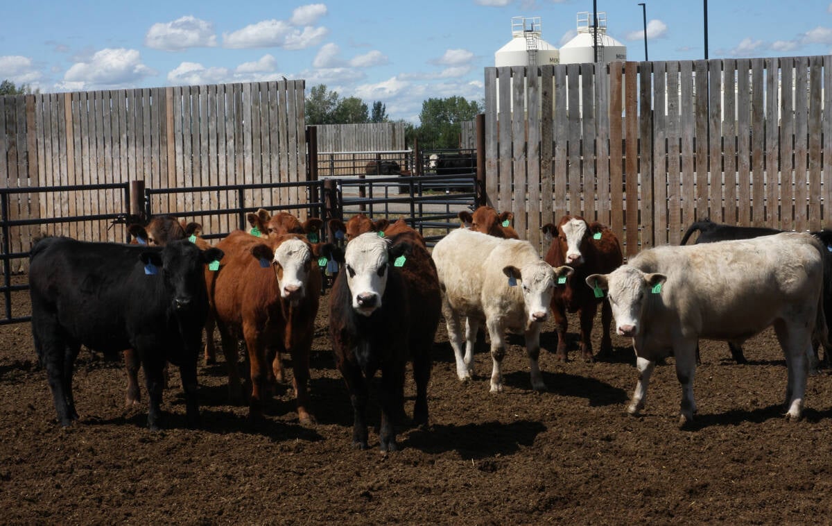 Cattle in a pen on a sunny day.