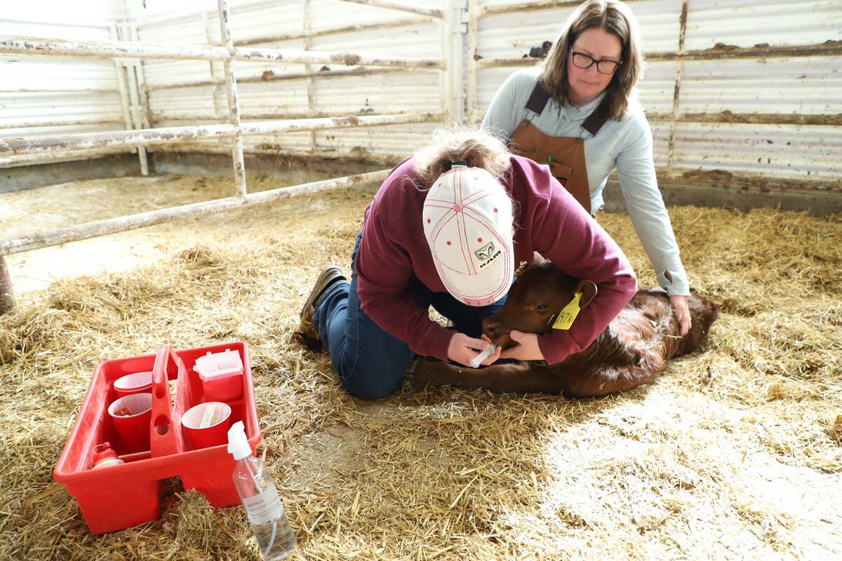 Two women hold a young calf in a pen and administer an oral supplement.