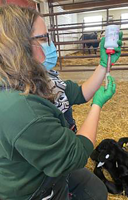 A vet wearing a procedure mask and green latex exam gloves draws supplement into a syringe while kneeling beside a black calf.