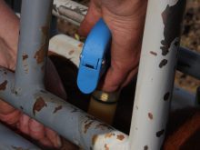 A vaccine is administered while an animal is held in a chute.