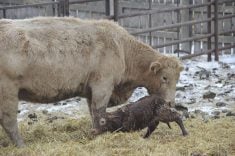 A cow watches over her newborn calf in an outdoor pen.