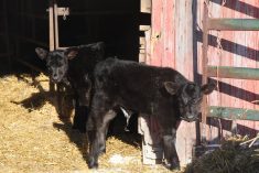 Proper hydration called key to scours treatment