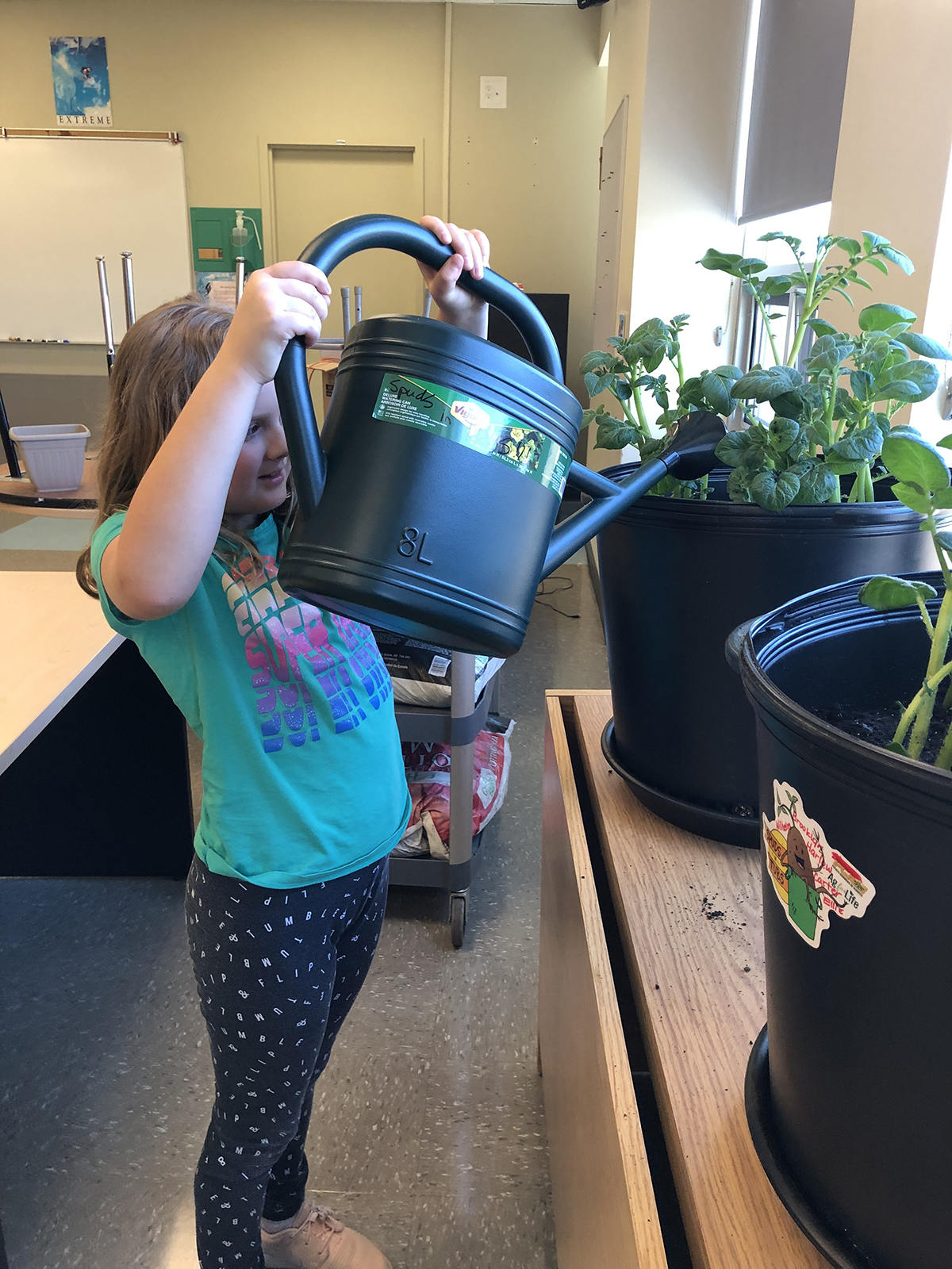 A little girl lifts a watering can even with her face to water potato plants in a tub in her classroom.