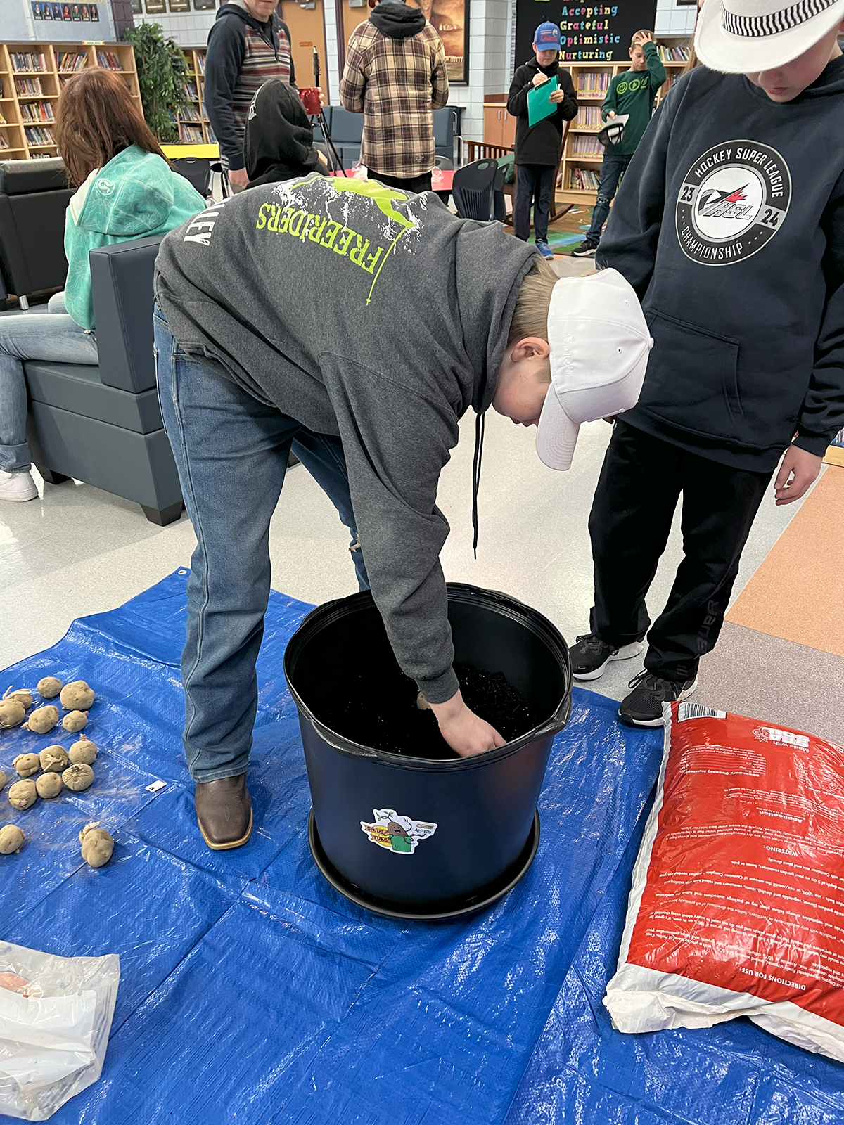 A boy bends over in his classroom to plant potatoes in a large tub as part of the Spuds in Tubs program.