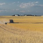 A combine straight cuts mustard in a field with a farmyard in the background.