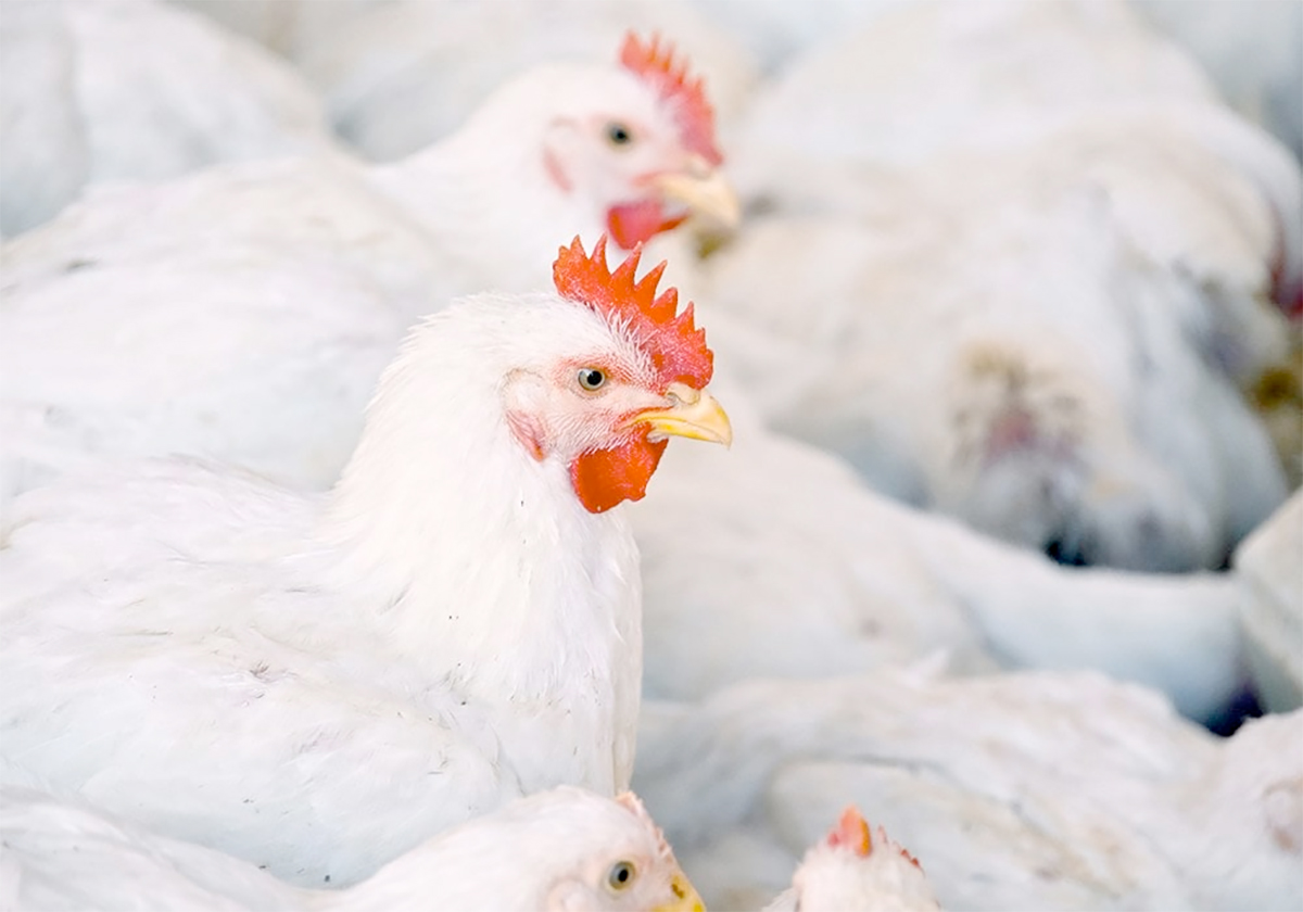 White chickens with red combs in a barn.