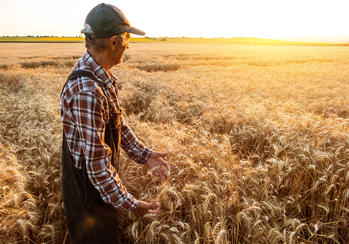 An older farmer looks out over ripe field of wheat.