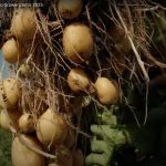 Close-up of a bunch of potatoes still on the plant being held up by a farmer.