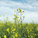 A lone canola plant in the foreground rises above the rest against a partially cloudy and blue sky background.