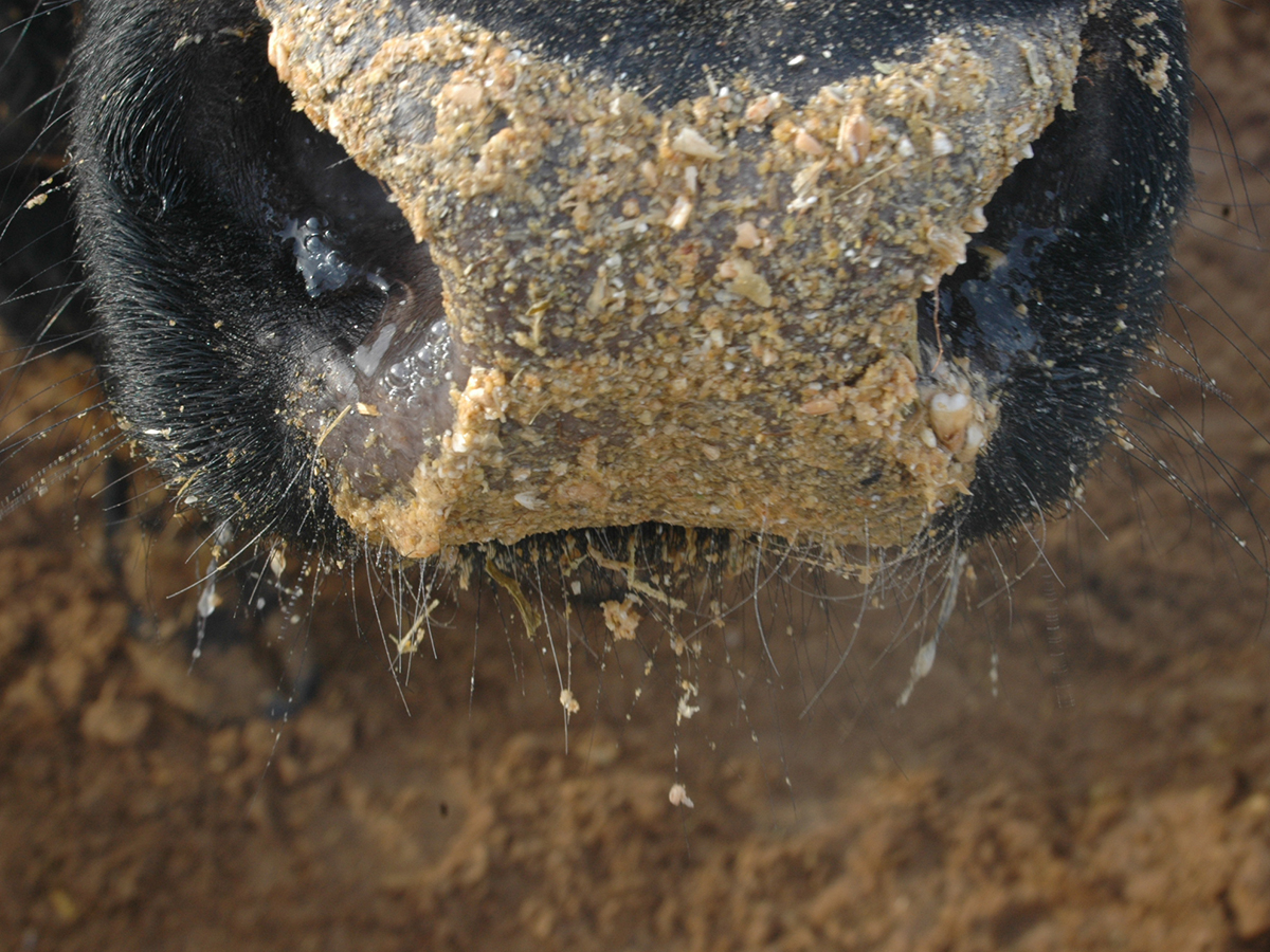 A close-up of chop stuck to the wet nose of a cow in a feedlot.