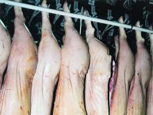 Pork carcasses hang in a refrigerated locker.