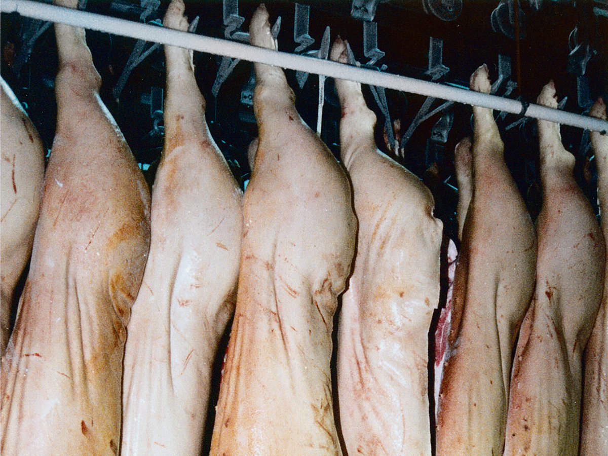Pork carcasses hang in a refrigerated locker.