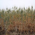 A low angle shot of a durum crop that's not yet ready to be harvested.