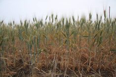 A low angle shot of a durum crop that's not yet ready to be harvested.