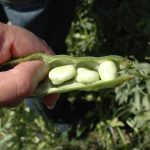 A hand holds a cracked open fababean revealing the beans inside.